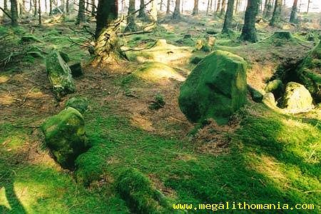 photographed by Ian Thompson before the trees were felled.