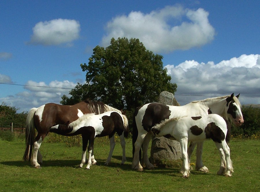 Crobane, county Down by Anthony Weir